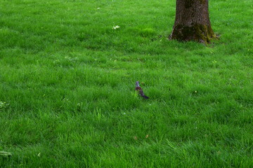 A lone bird (robin thrush) sits on a large field of green grass.