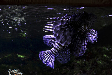 Nancy, France - August 6th 2024 : Museum Aquarium. Focus on a beautiful flying scorpionfish.