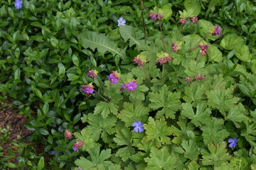 A lush patch of greenery with a mix of plants. Natural Beauty of Mixed Greenery