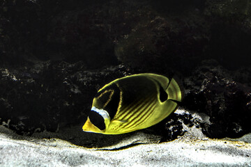 Nancy, France - August 6th 2024 : Museum Aquarium. Focus on a beautiful black-backed butterflyfish swiming in water.