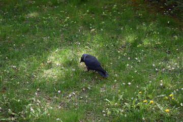 Jackdaw Strolling on Vibrant Green Grass