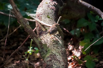 Fototapeta premium Juvenile Robin (Erithacus rubecula) standing on a big old fallen tree and looking away. Young robins have speckled plumage and no red breast, but develop it later, North Rhine-Westphalia, Germany