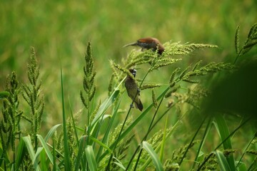 a sparrow is perching on a rice tree