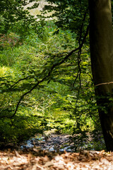 Small flowing water stream flowing through a grass field and a big beech tree on the side, North Rhine-Westphalia, Germany