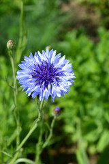 Delicate Blue Cornflower Bloom in Lush Greenery