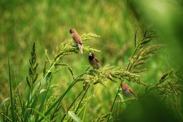 a sparrow is perching on a rice tree