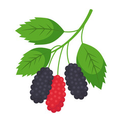 Mulberry branch isolated on transparent background. Morus black and red berries with leaves icon for package design. Vector fruit illustration in flat style.
