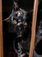 Gato na jalena