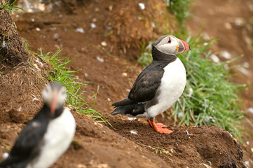 Fototapeta premium Atlantic puffin