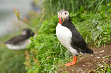 Obraz premium Atlantic puffin