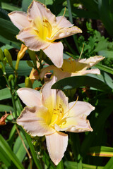 Two Lilies with Yellow Centers in Bright Sunlight