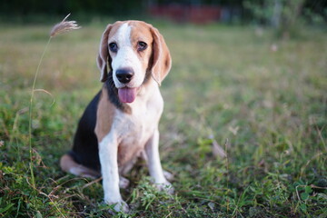 An adorable beagle dog sitting on the grass field.