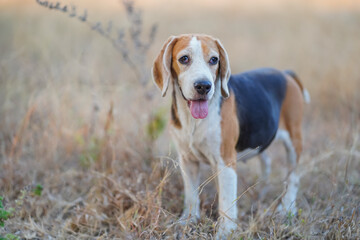 Portrait of a cute beagle dog standing on the dried grass field.