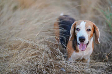 A cute  beagle dog standing on the dead grass field.