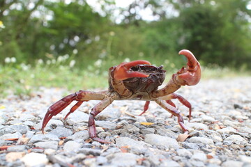 Close-Up of a Crab Crawling on a Pebbled Path Outdoors