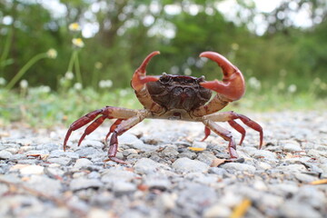 Close-Up of a Crab Crawling on a Pebbled Path Outdoors