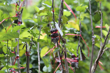 Air layering a mulberry tree branch in an organic garden. Air layering plant propagation. Organic...