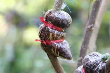 Air layering a mulberry tree branch in an organic garden. Air layering plant propagation. Organic agriculture farm.