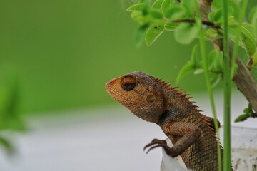 lizard leaning on a tree