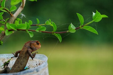 lizard leaning on a tree
