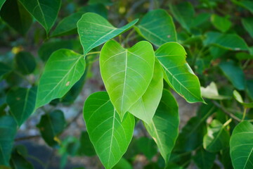 Bodhi leaves on its tree