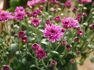 Vibrant Close-Up of Bright Purple Chrysanthemum  Flowers in a Sunny Garden