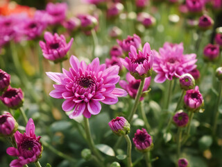 Obraz premium Vibrant Close-Up of Bright Purple Chrysanthemum Flowers in a Sunny Garden