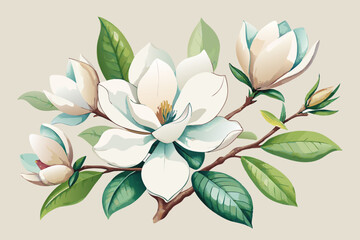 Botanical Illustration of Magnolia Flowers with White Petals and Green Leaves