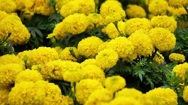Tagetes erecta (Cocok botol, Tahi kotok, cocok botol, african marigold, Tagetes erecta, the Aztec marigold, Mexican marigold, big marigold, cempaxochitl, cempasuchil) flower