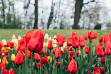 Beautiful meadow with colorful tulip flowers in full bloom, close-up view. Spring floral texture...