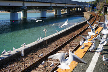 駅のホームに集まるユリカモメたち