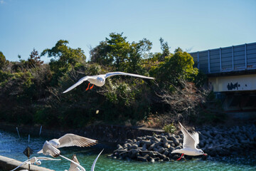 静岡県の浜名湖の横の線路の上を飛び交うカモメ達