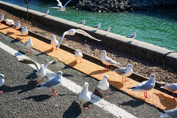 駅のホームに集まるユリカモメたち