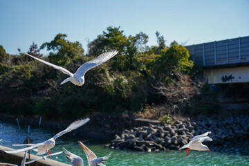 静岡県の浜名湖の横の線路の上を飛び交うカモメ達