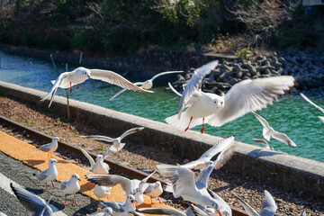 静岡県の浜名湖の横の線路の上を飛び交うカモメ達
