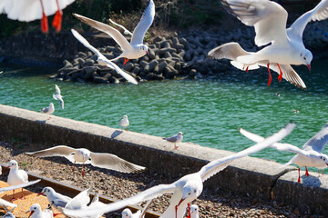 静岡県の浜名湖の横の線路の上を飛び交うカモメ達