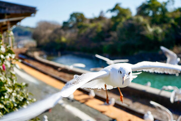 静岡県の浜名湖の横の線路の上を飛び交うカモメ達