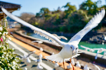 静岡県の浜名湖の横の線路の上を飛び交うカモメ達