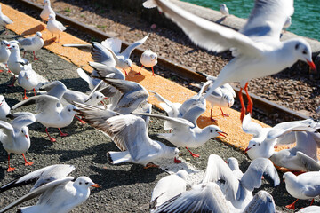 駅のホームに集まって餌をもらうユリカモメ達