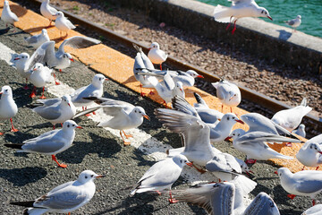 駅のホームに集まって餌をもらうユリカモメ達