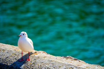 防波堤に佇むユリカモメ