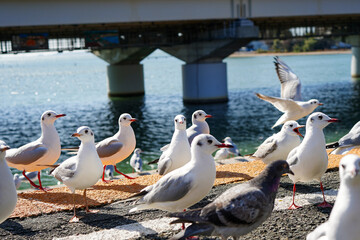 駅のホームで餌を待っているユリカモメ達