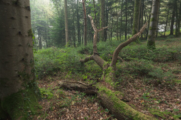 Obraz premium Storm damage in a forest landscape in Brittany-moss-broken trees