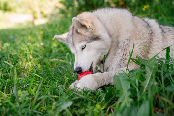 White-gray-beige husky dog with multi-colored eyes similar to a wolf lies on green grass and holds and licks a red rubber dog toy Kong with both paws © smilewalli