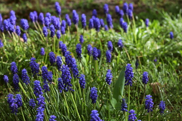 Beautiful spring flowerbed in purple, blue and green tones with blossoming flowers. Flowers Muscari armeniacum