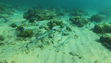 under water photo of free tailand fish