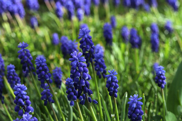 Fototapeta premium Beautiful spring flowerbed in purple, blue and green tones with blossoming flowers. Flowers Muscari armeniacum