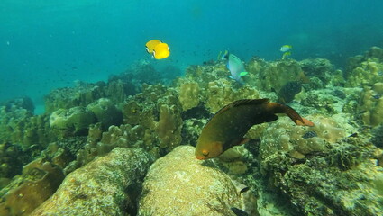 under water photo of free tailand fish