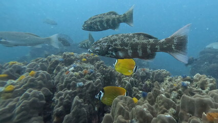 under water photo of free tailand fish