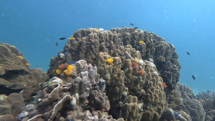 under water photo of free tailand fish